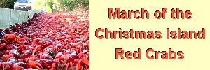 Click here for the latest Focus article red crabs and words